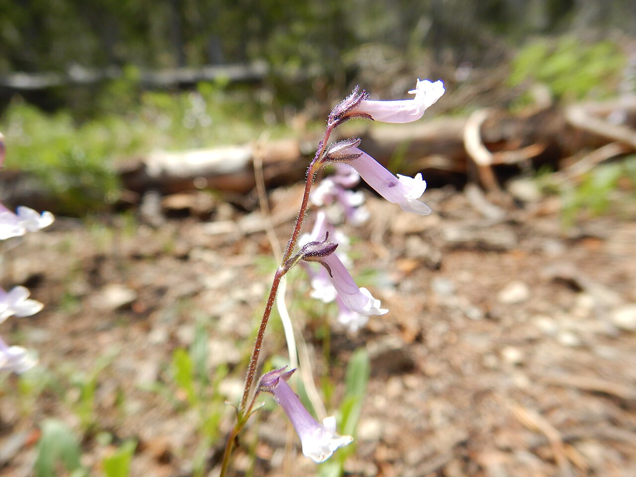 Tweedy's snowlover: Common in montane understory in the mountains of the upper Big Wood River drainage.
