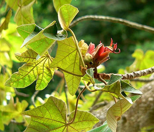 Mexican-hat-plant: Photo of Chiranthodendron pentadactylon (Mexican hand tree) at the San Francisco Botanical Garden