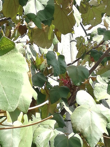 Mexican-hat-plant (Chiranthodendron pentadactylon)