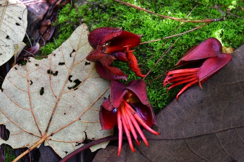 Mexican-hat-plant (Chiranthodendron pentadactylon)
