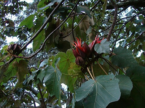 Mexican-hat-plant: Devil's hand tree (Chiranthodendron pentadactylon) on a rainy evening in Auckland Park, New Zealand.