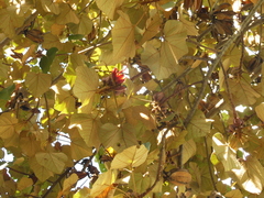 Mexican-hat-plant (Chiranthodendron pentadactylon)