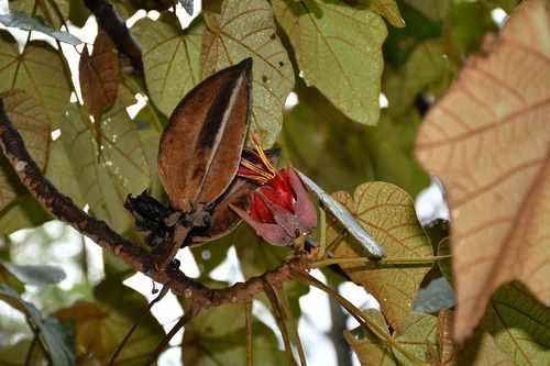 Mexican-hat-plant (Chiranthodendron pentadactylon)