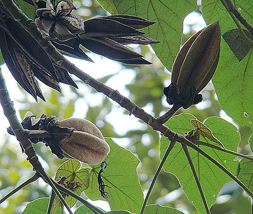 Mexican-hat-plant: Also known as the Devil's Hand tree. Native to southern Mexico and Guatemala. UC Berkeley Botanical Gardens. In context at www.dixpix.ca/meso_america/Flora/malv