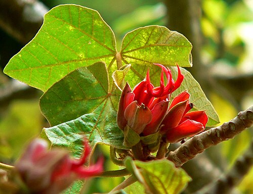 Mexican-hat-plant: Photo of Chiranthodendron pentadactylon (Mexican hand tree) at the San Francisco Botanical Garden
