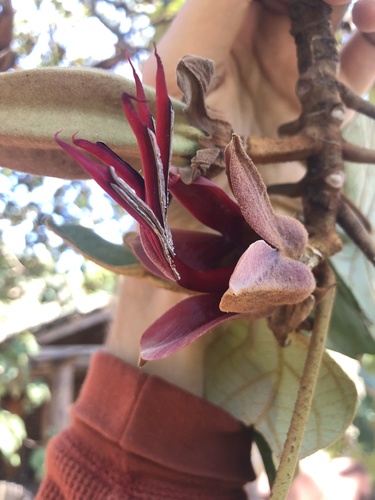 Mexican-hat-plant (Chiranthodendron pentadactylon)