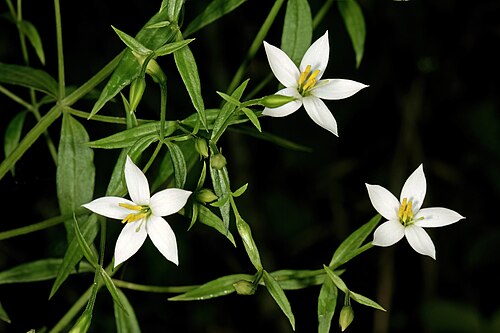 Pondo chironia: Chironia albiflora , flowers; in semi-shade among sandstone rocks, Umtamvuna Nature Reserve, Port Edward, KwaZulu-Natal, South Africa