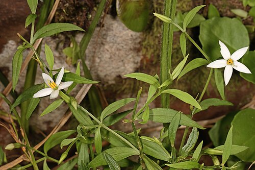 Pondo chironia: Chironia albiflora , flowers; in semi-shade among sandstone rocks, Umtamvuna Nature Reserve, Port Edward, KwaZulu-Natal, South Africa