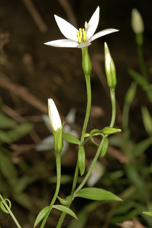 Pondo chironia: Chironia albiflora , flowers; in semi-shade among sandstone rocks, Mnyameni River, above Nxa Xas Falls, Pondoland, Eastern Cape, South Africa