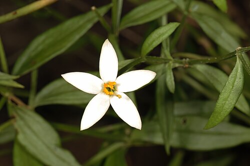 Pondo chironia: Chironia albiflora , flowers; in semi-shade among sandstone rocks, Umtamvuna Nature Reserve, Port Edward, KwaZulu-Natal, South Africa