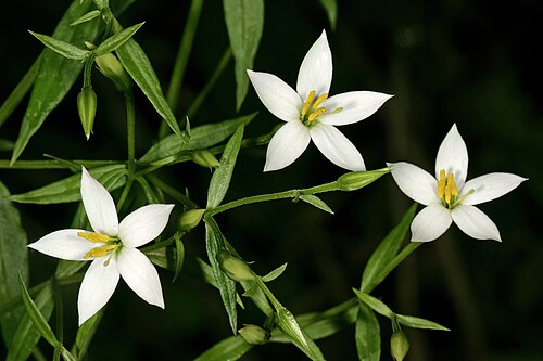 Pondo chironia: Chironia albiflora , flowers; in semi-shade among sandstone rocks, Umtamvuna Nature Reserve, Port Edward, KwaZulu-Natal, South Africa