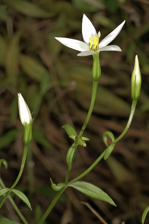 Pondo chironia: Chironia albiflora , flowers; in semi-shade among sandstone rocks, Mnyameni River, above Nxa Xas Falls, Pondoland, Eastern Cape, South Africa