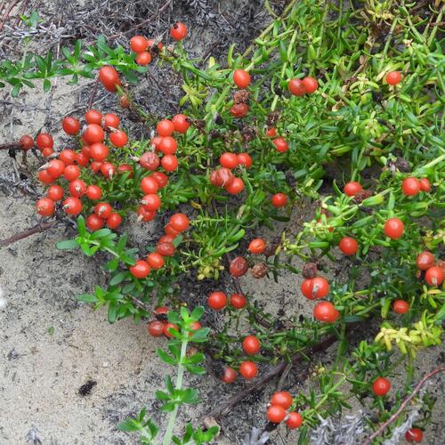 Christmas berry (Chironia baccifera)