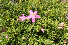 Christmas berry (Chironia baccifera)