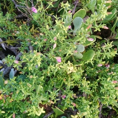 Christmas berry (Chironia baccifera)