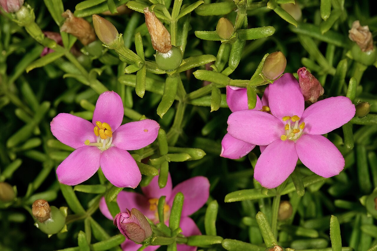 Christmas berry: Chironia baccifera , flowers; vicinity of Hermanus, Western Cape, South Africa