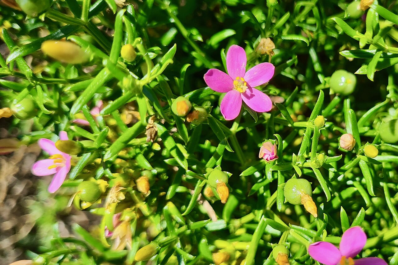 Christmas berry: Table Mountain NP, Cape Town, Western Cape, SOUTH AFRICA