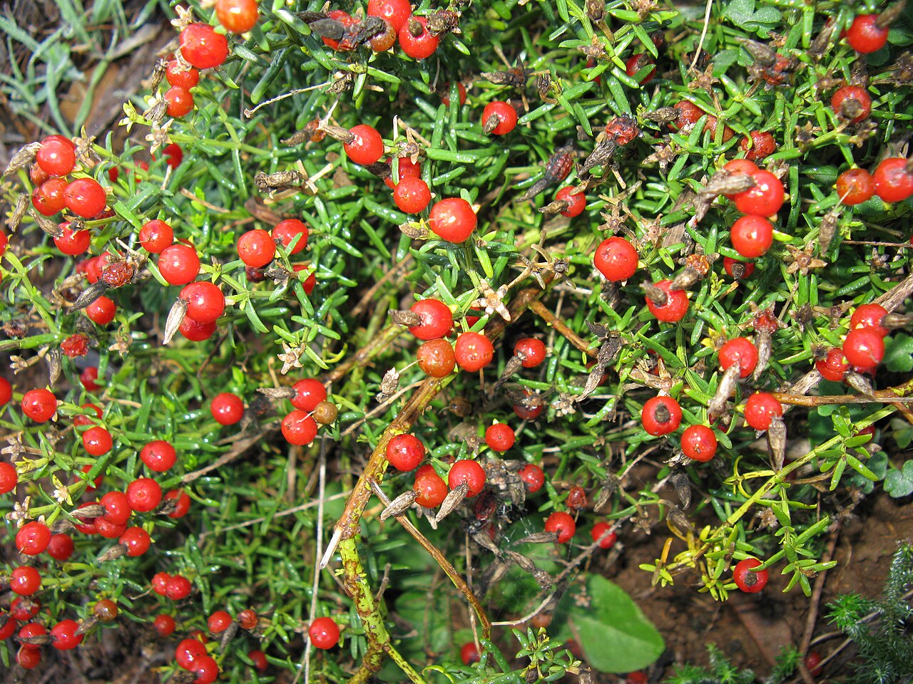 Christmas berry: Chironia baccifera bush in fruit (not eatable, being bitter). One Afrikaans name, "Aambeibossie", means "haemorrhoid bush", so it presumably was a traditional r