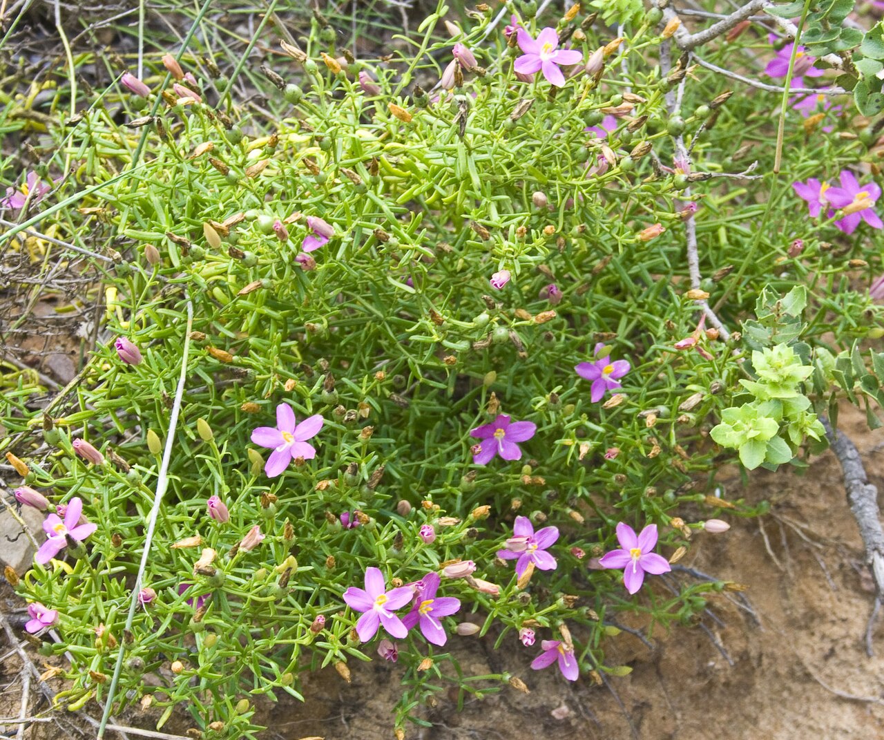 Christmas berry: Robberg, Garden route