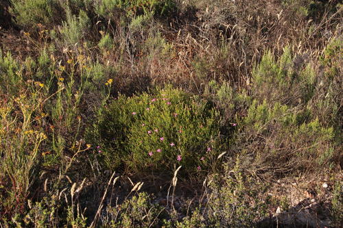 Christmas berry (Chironia baccifera)