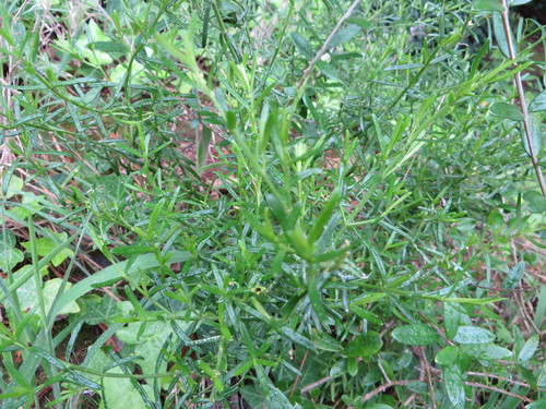 Christmas berry (Chironia baccifera)