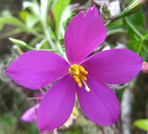 Chironia gratissima: The flower of Chironia gratissima (Gentianaceae) with the so characteristically twisted anthers on Mount Tsetserra in Mozambique.