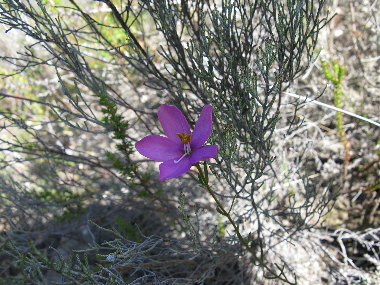 Chironia jasminoides: Chironia; probably jasminoides. Picture near Uniondale in the Little Karoo , South Africa. The spiny-leaved shoot in the background is a Cliffortia species and