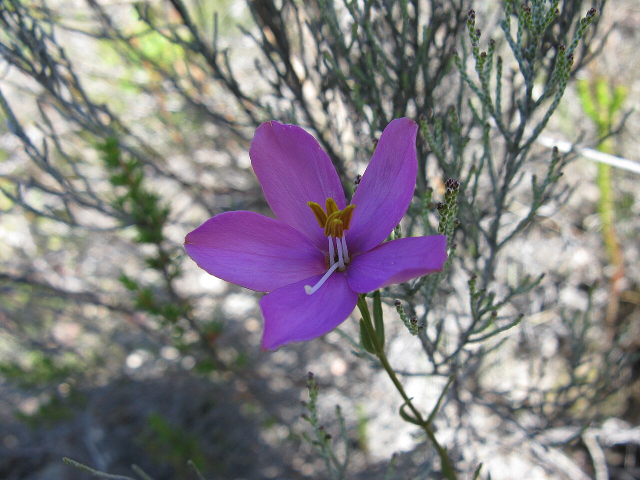 Chironia jasminoides: Chironia; probably jasminoides. Picture near Uniondale in the Little Karoo , South Africa. The spiny-leaved shoot in the background is a Cliffortia species and