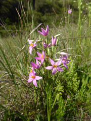 Kreb’s chironia (Chironia krebsii)