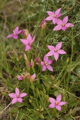 Kreb’s chironia (Chironia krebsii)