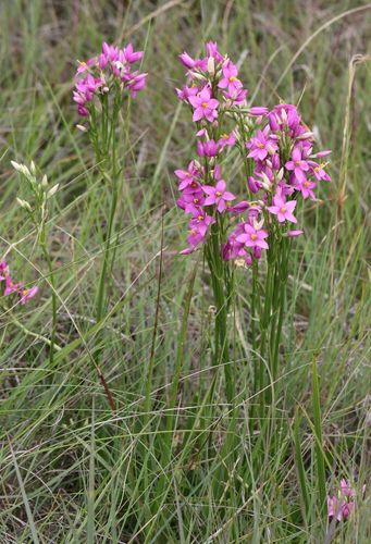 Kreb’s chironia (Chironia krebsii)