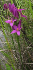 Kreb’s chironia (Chironia krebsii)