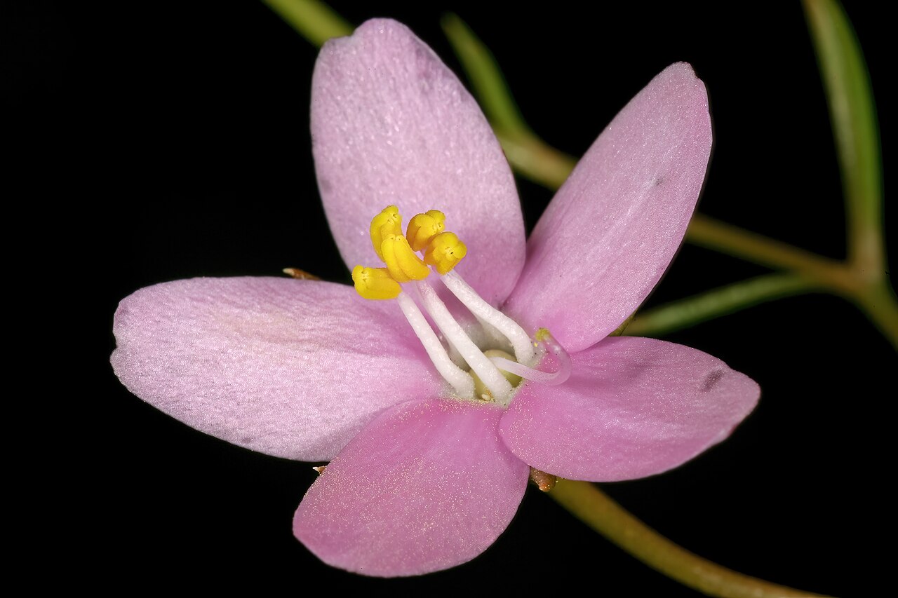 Cape chiron: Chironia linoides subsp. nana , flowers; in fynbos, Fernkloof Nature Reserve, Hermanus, Western Cape, South Africa