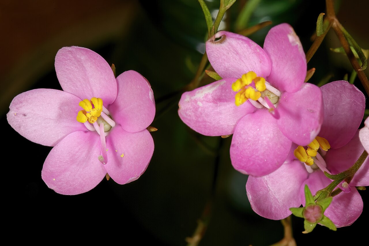 Cape chiron: Chironia linoides subsp. nana , flowers; in fynbos, Fernkloof Nature Reserve, Hermanus, Western Cape, South Africa