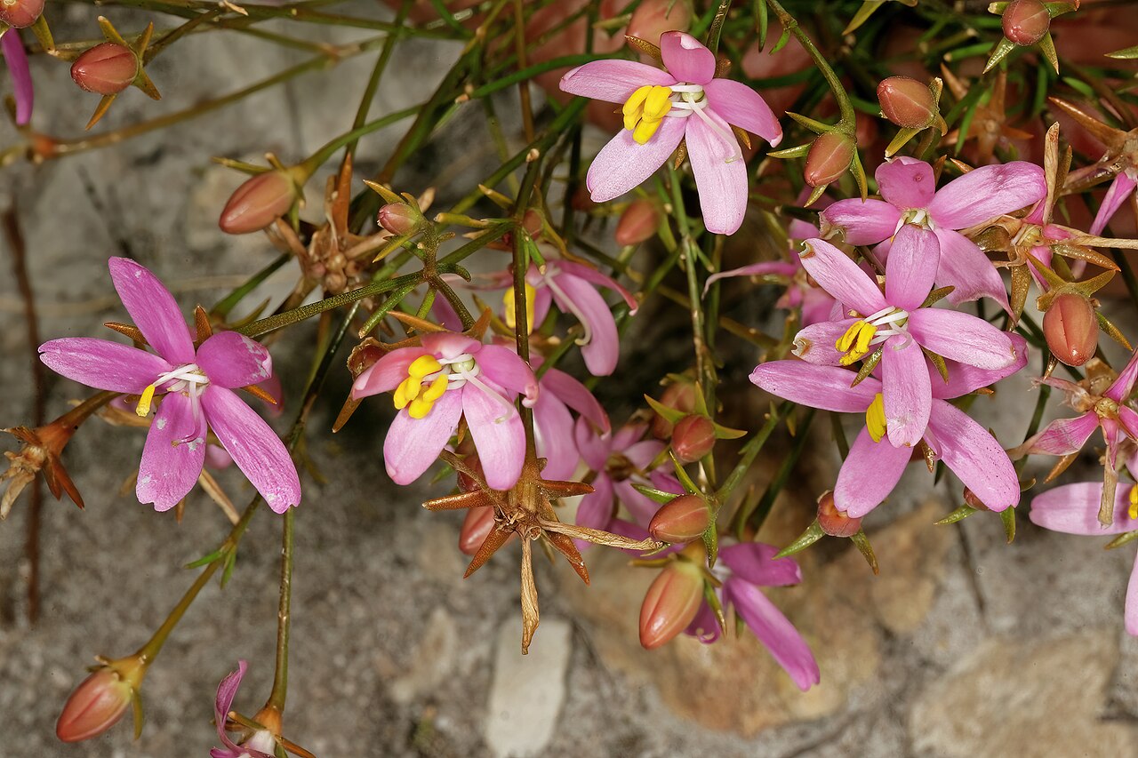 Cape chiron: Chironia linoides subsp. nana , flowers; in fynbos, Fernkloof Nature Reserve, Hermanus, Western Cape, South Africa