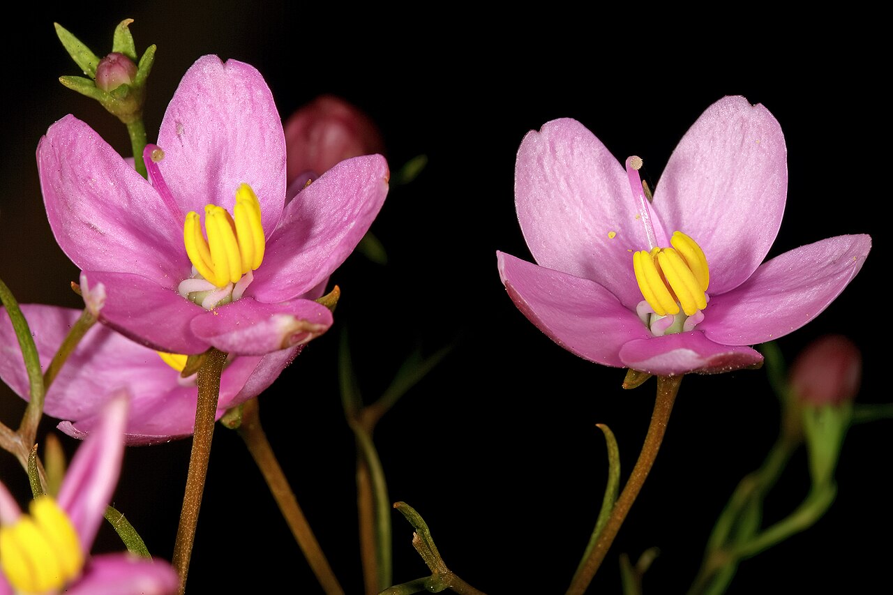 Cape chiron: Chironia linoides subsp. nana , flowers; in fynbos, Fernkloof Nature Reserve, Hermanus, Western Cape, South Africa