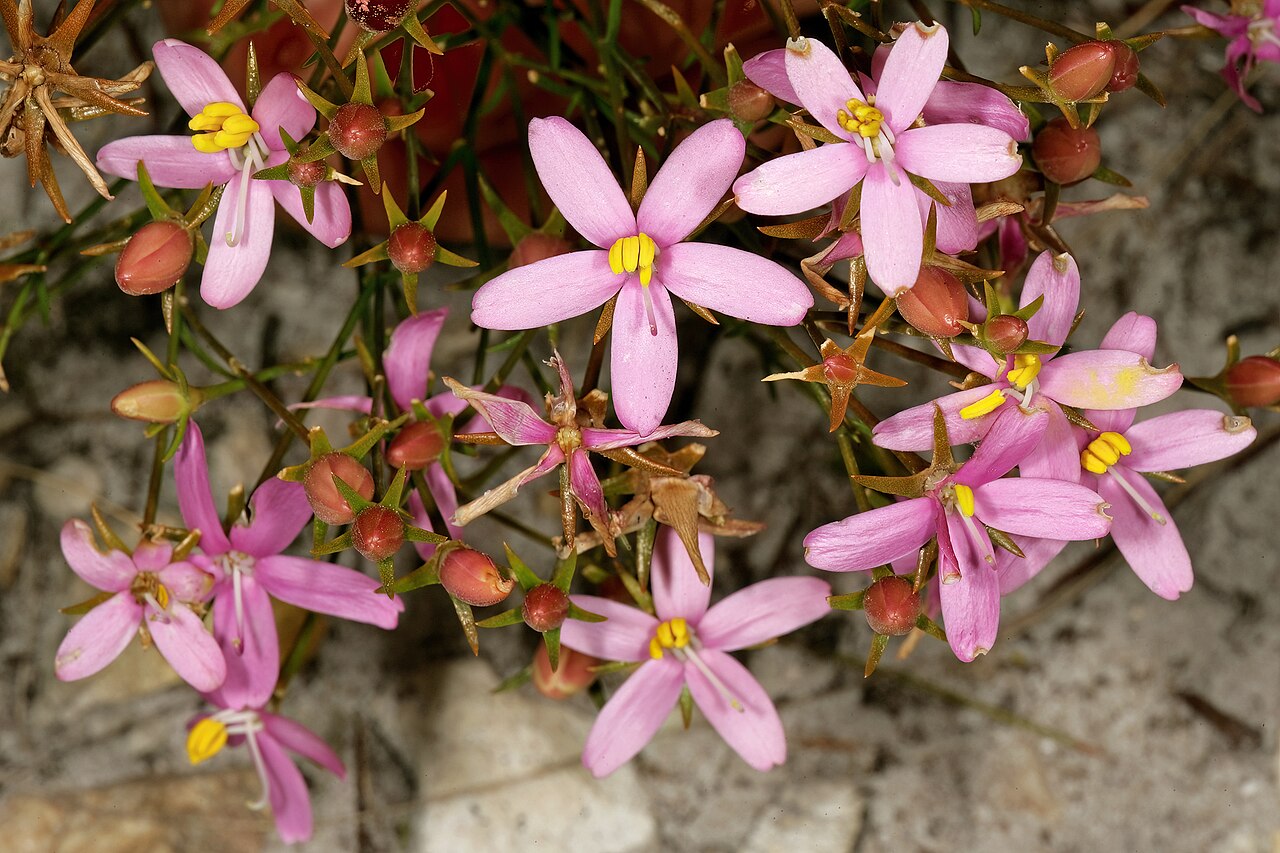 Cape chiron: Chironia linoides subsp. nana , flowers; in fynbos, Fernkloof Nature Reserve, Hermanus, Western Cape, South Africa