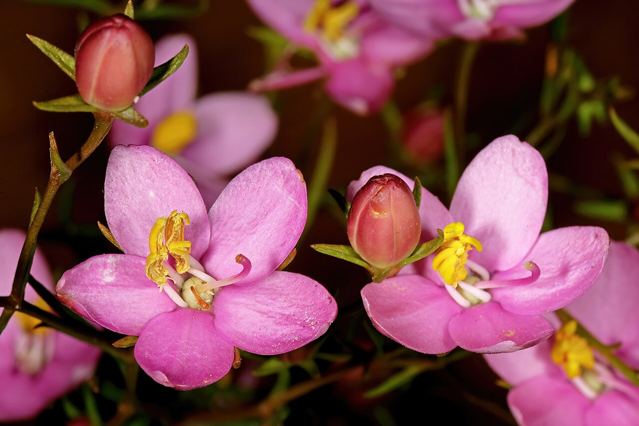 Cape chiron: Chironia linoides subsp. nana , flowers; in fynbos, Fernkloof Nature Reserve, Hermanus, Western Cape, South Africa