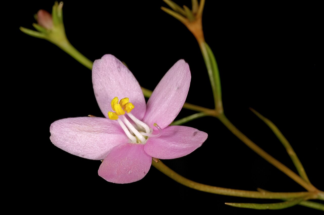 Cape chiron: Chironia linoides subsp. nana , flowers; in fynbos, Fernkloof Nature Reserve, Hermanus, Western Cape, South Africa