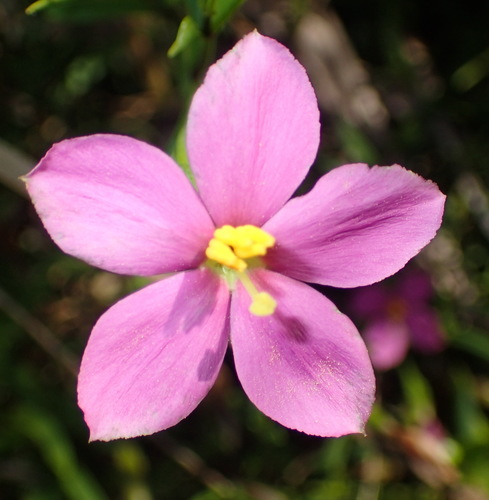 Chironia melampyrifolia (Chironia melampyrifolia)