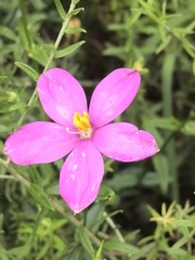 Chironia melampyrifolia (Chironia melampyrifolia)