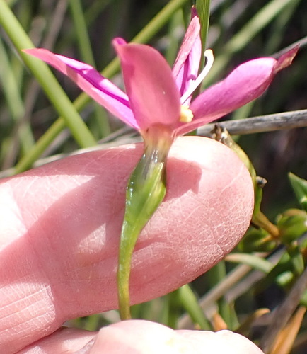 Chironia melampyrifolia (Chironia melampyrifolia)