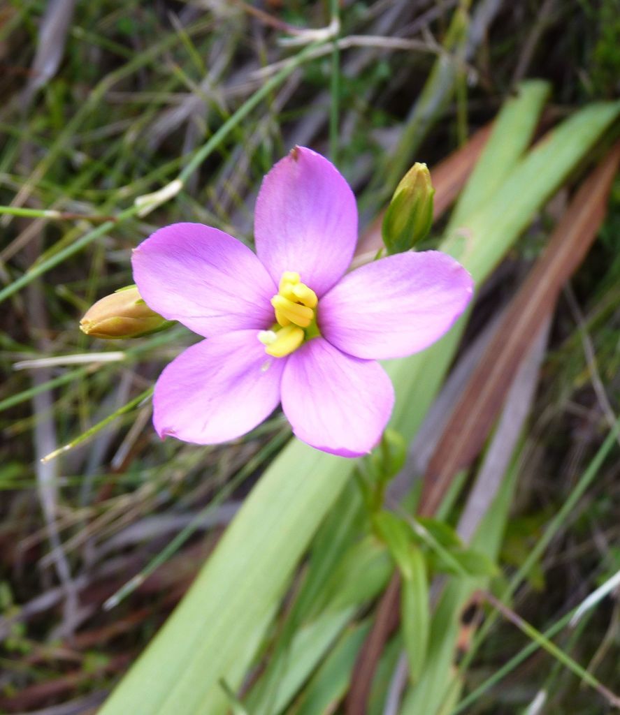 Chironia melampyrifolia (Chironia melampyrifolia)