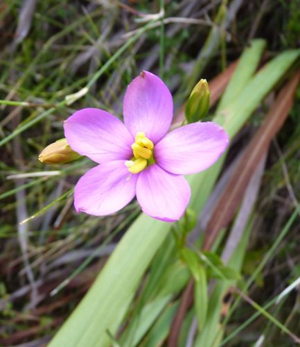 Chironia melampyrifolia (Chironia melampyrifolia)