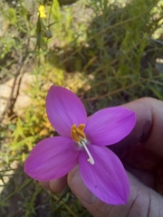 Chironia melampyrifolia (Chironia melampyrifolia)