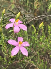 Chironia melampyrifolia (Chironia melampyrifolia)
