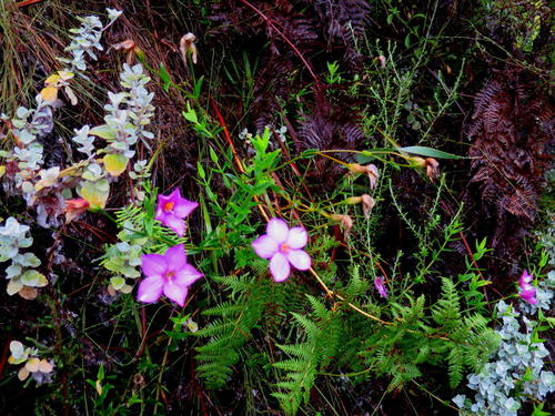 Chironia melampyrifolia (Chironia melampyrifolia)