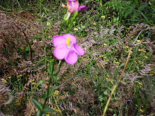 Chironia melampyrifolia (Chironia melampyrifolia)