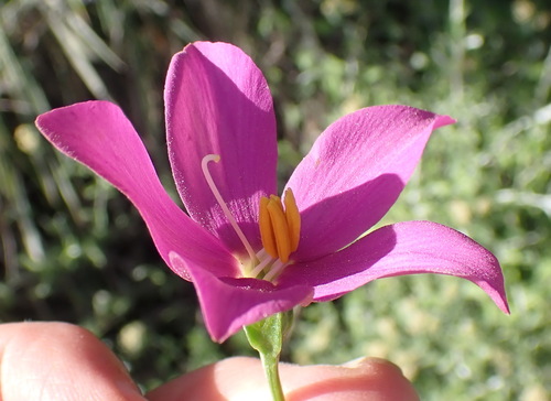 Chironia melampyrifolia (Chironia melampyrifolia)
