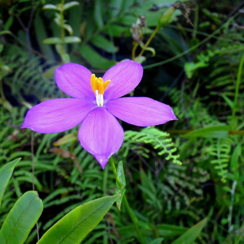 Chironia melampyrifolia (Chironia melampyrifolia)